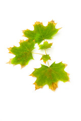 yellow autumn leaf on a white background
