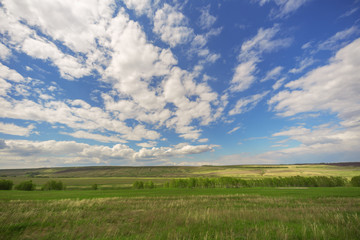 Fototapeta na wymiar field, trees and blue sky