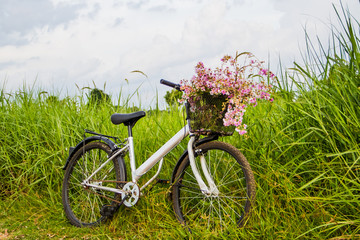 Fototapeta na wymiar Bicycle in the rice field