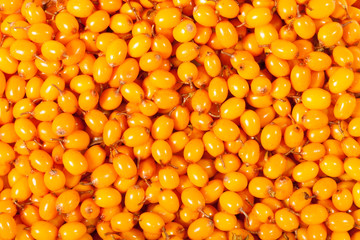 buckthorn background