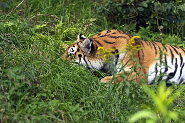 Portrait of tiger
