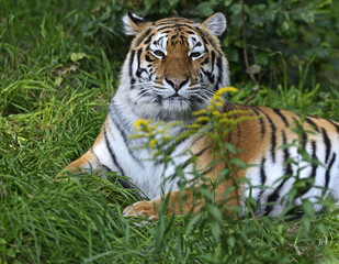 Portrait of tiger
