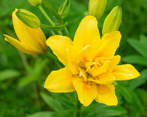 Yellow lily in nature