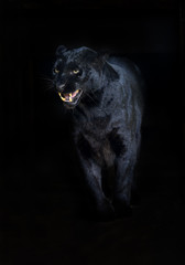 Amur Leopard