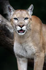 Foto op Plexiglas Portret Cougars © kyslynskyy
