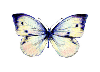butterflies design
