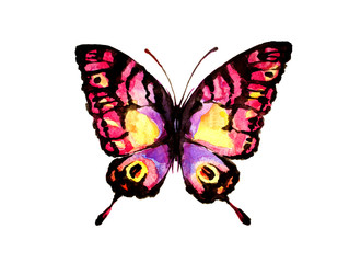 Naklejka premium butterfly,watercolor design
