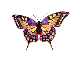 butterfly,watercolor design