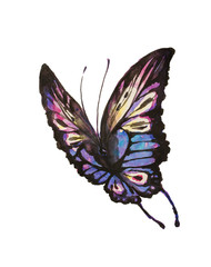 butterfly,watercolor design