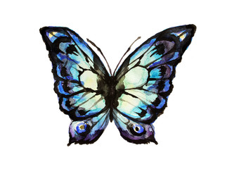 butterfly,watercolor design