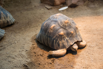 Turtle walking slowly across the field