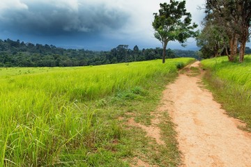 Obraz premium Dirty road inTropical meadow