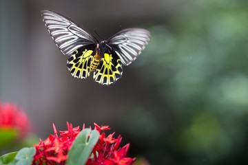 Flying butterfly