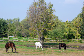 brown white and black horse