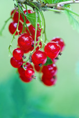 Red currant berries and leaves in a summer garden
