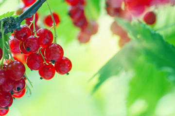 Red currant berries and leaves