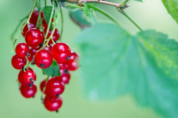 Ripe red currant berries and leaves