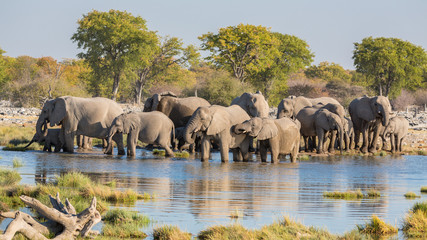 Naklejka premium Elephants in Etosha