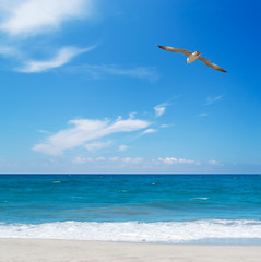 Fototapeta premium seagull flying over the sea