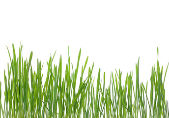 Fototapeta premium green grass