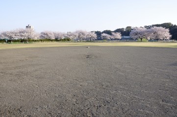 グラウンドに桜咲く