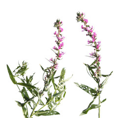 Purple loosestrife isolated on white