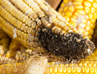 corn rot - disease on ear