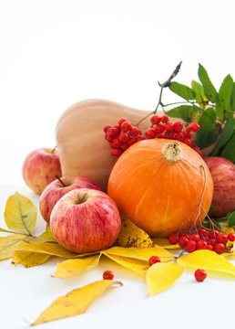 Autumnal pumpkins, apples and ashberry with fall leaves