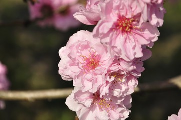 Obraz premium モモ