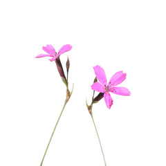 Fototapeta na wymiar Wild Maiden Pink flowers isolated on white