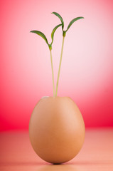 Eggs with green seedling in new life concept