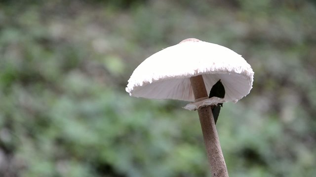 Macrolepiota procera