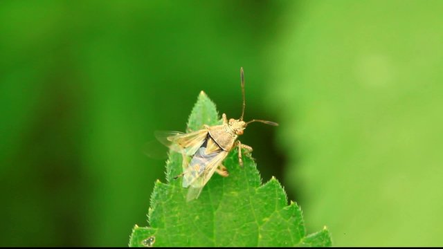 stinkbug on green leaf