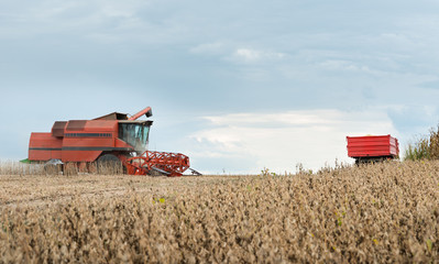 Fototapeta premium Pouring soy bean