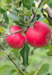 Ripe red apples on branch