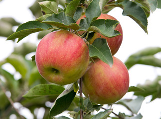 ripe red apples on branch