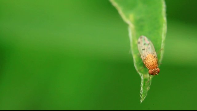 flies insect perched on the leaves