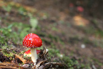 piccola amanita muscaria