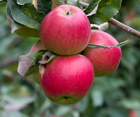 Ripe red apples on branch