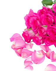 fresh pink  roses bouquet with petals