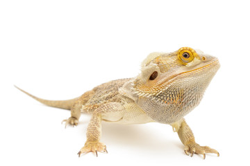 Fototapeta premium Bearded Dragon