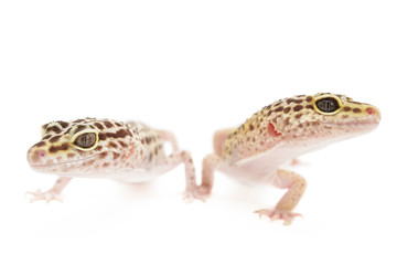 Leopard Gecko