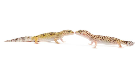 Leopard Gecko