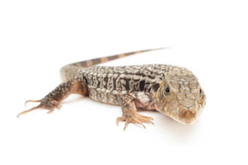 Fototapeta premium Red Tegu