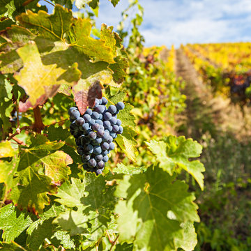 Port wine vineyards