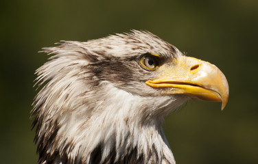 Bald eagle