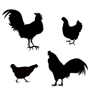 Chicken, Roster Silhouettes - Illustration