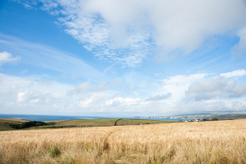 Golden field, barle=y ready for harvest.