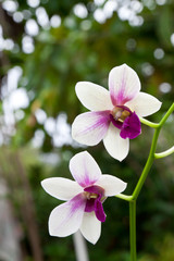 white orchid