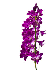 Obraz na płótnie Canvas purple orchids on white background